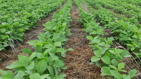 SOYA-ANAPO-01