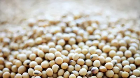SOYA-ANAPO-02