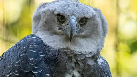 ALICORP