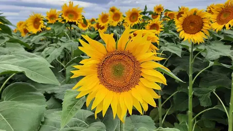 GIRASOL-01
