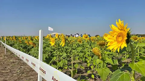 GIRASOL-ANAPO-01
