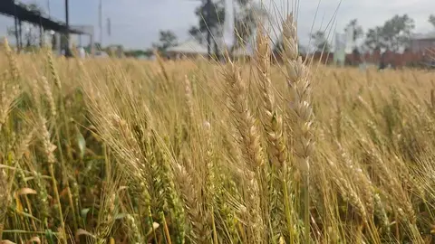 ANAPO-DIA-DEL-TRIGO-01