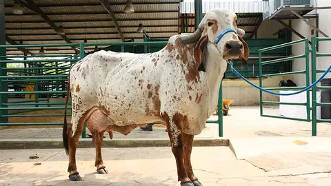GYR-LECHERO-02