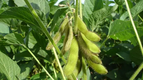 SOYA-INTACTA-IMAGEN-REFERENCIAL