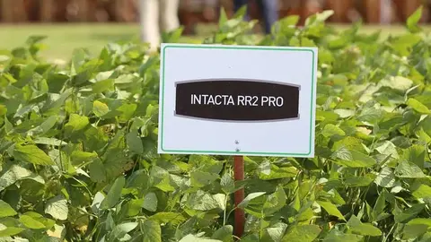 INTACTA-ANAPO-01