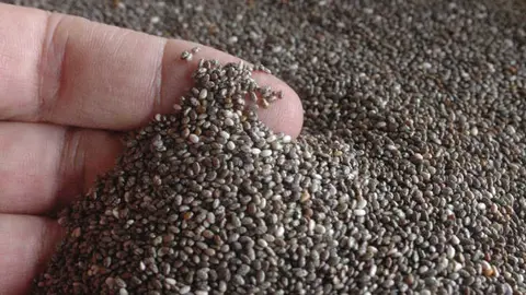CHIA-EXPORTACION