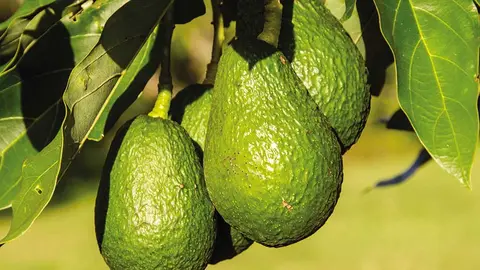 Adaptabilidad. La variedad Hass es la m&aacute;s conocida de las paltas en Bolivia, por su agradable sabor y cremocidad, adem&aacute;s del tama&ntilde;o del fruto y peso, que puede llegar a los 500 gr