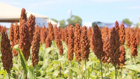 SORGO