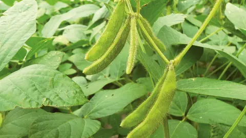 Proyecci&oacute;n. Los soyeros apuntan a incrementar la producci&oacute;n de oleaginosas de 5 millones de toneladas a 13 millones, con condiciones adecuadas