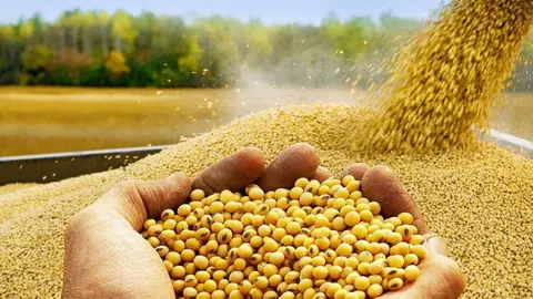 SOYA