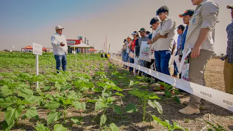 DIA-DEL-GIRASOL-01
