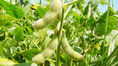 SOYA-01