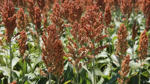 SORGO-01