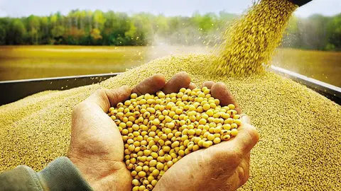 SOYA-01