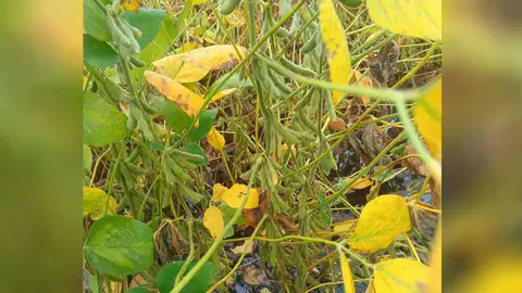 ●	El cultivo fue afectado de manera considerable en cuanto al peso y la calidad de los granos.