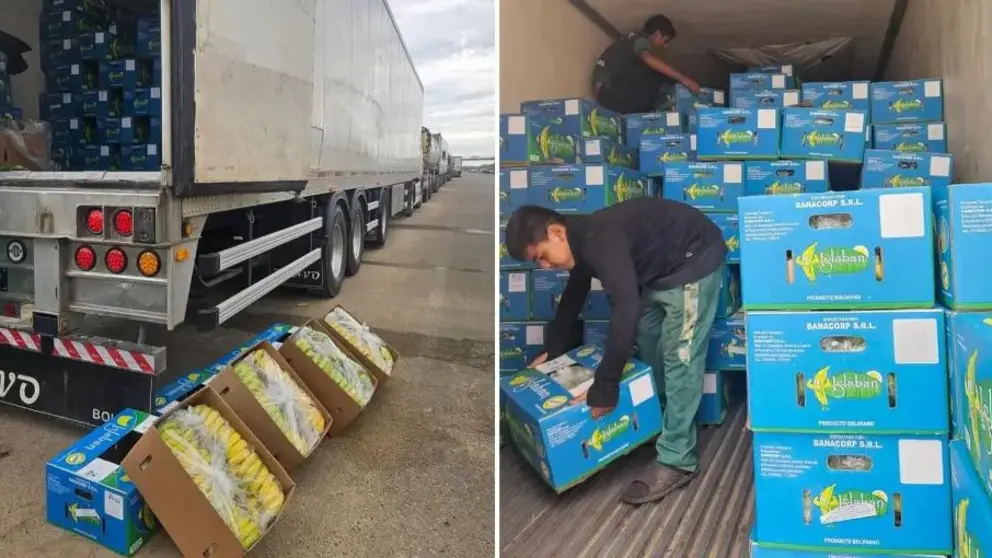 Cada uno de estos veh&iacute;culos transporta alrededor de 1.000 cajas de banano, seg&uacute;n el reporte