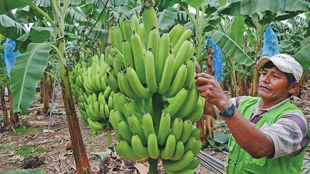 Foto referencial de productores de Banano
