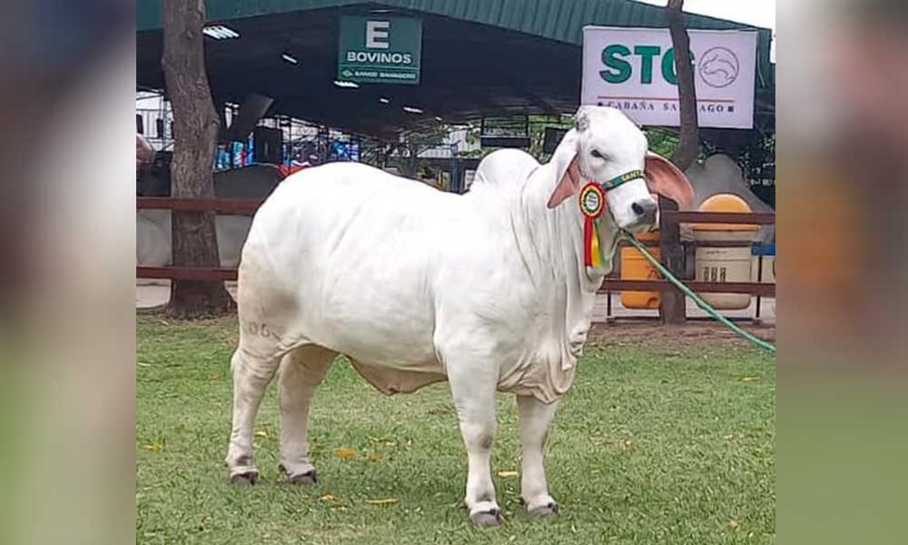 ASOCEBU-CAMPEONES-RAZA-BRAHMAN-3