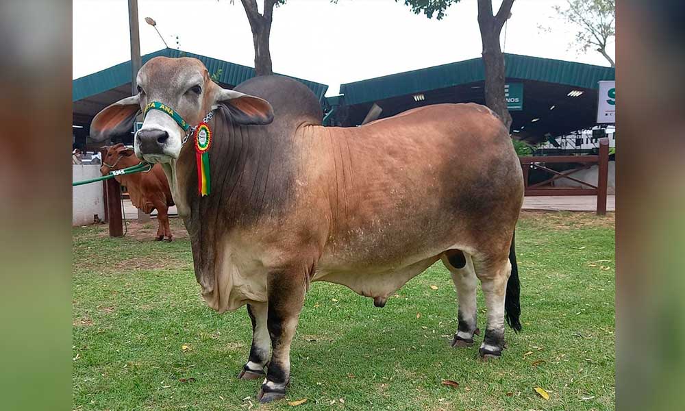 ASOCEBU-CAMPEONES-RAZA-BRAHMAN-1