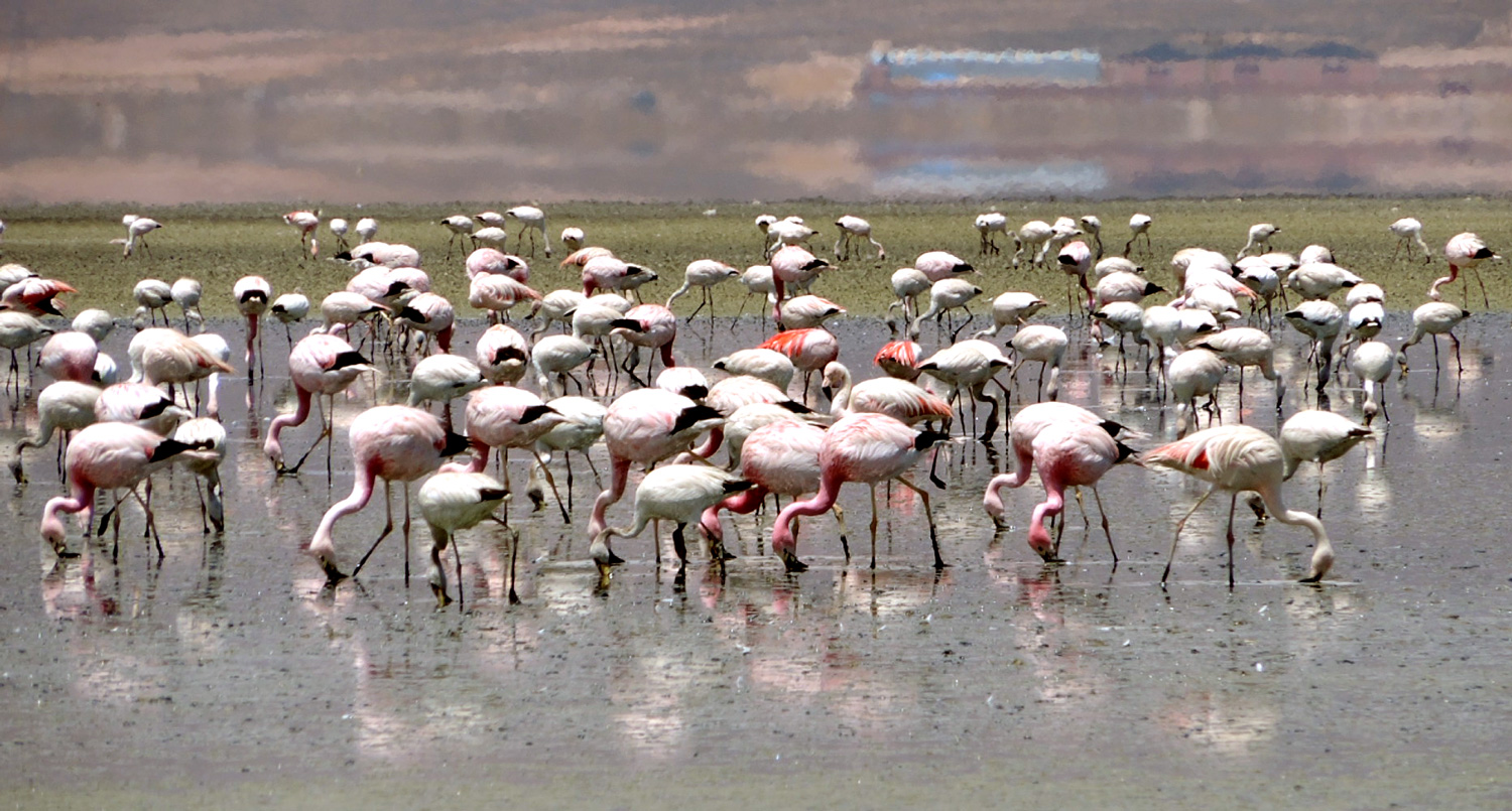 Los flamencos andinos vuelven a poblar el lago Uru Uru
