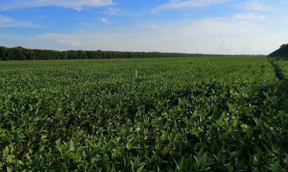 SOYA-BIOTECNOLOGIA-ANAPO-2