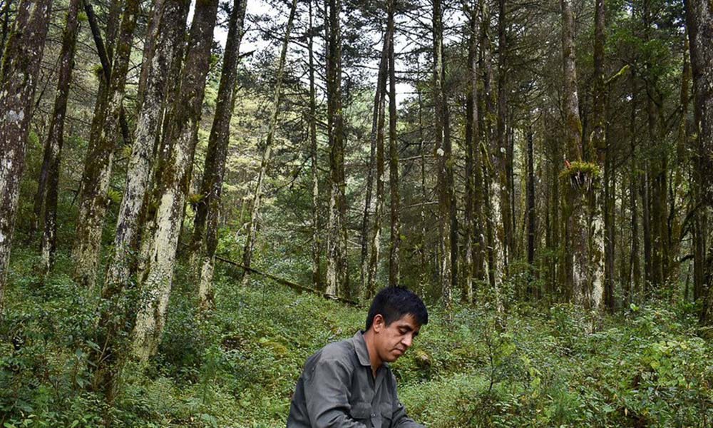 onu-bosques-2