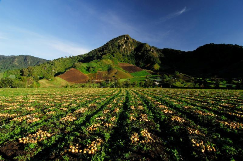 Panama - Chiriqui