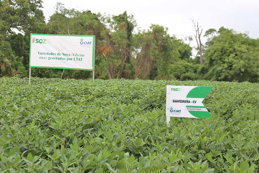 SOYA-02