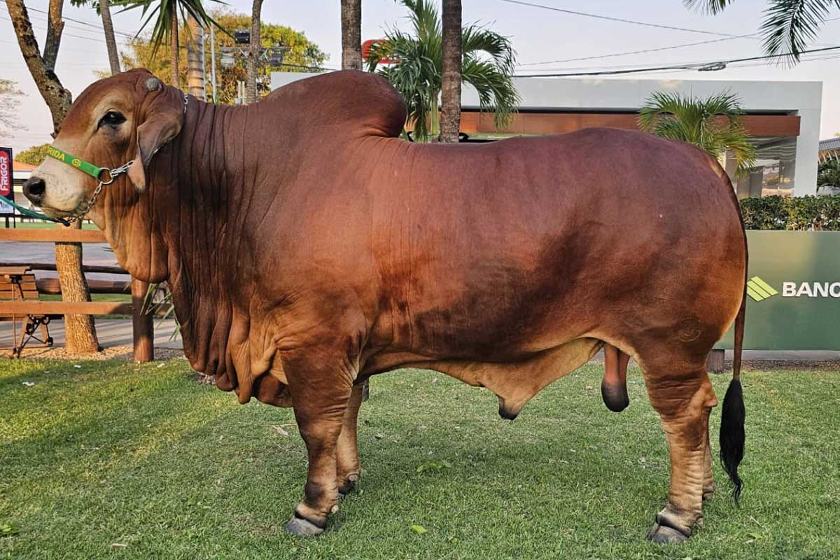 BRAHMAN